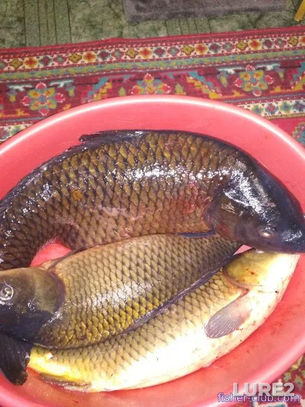Линь