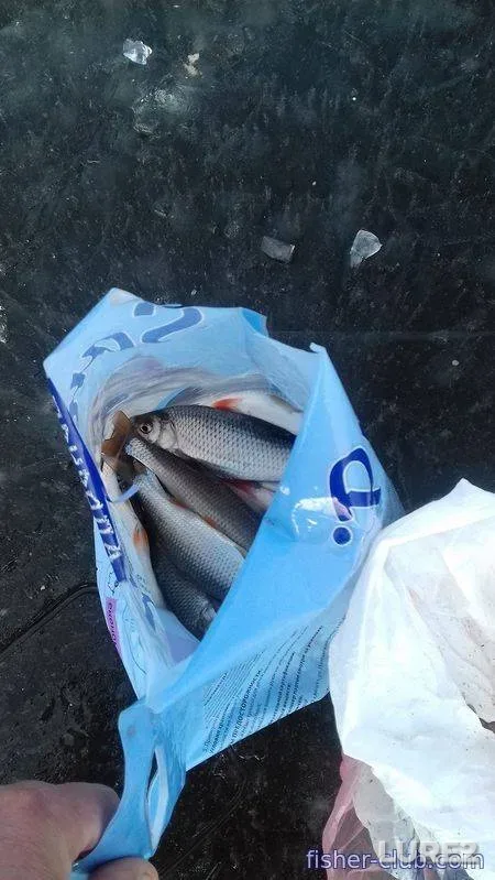 Сом, Судак