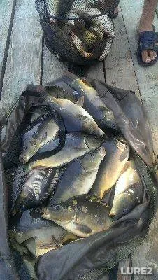 Карп — Київська область, 29 июл. 2014 г.
