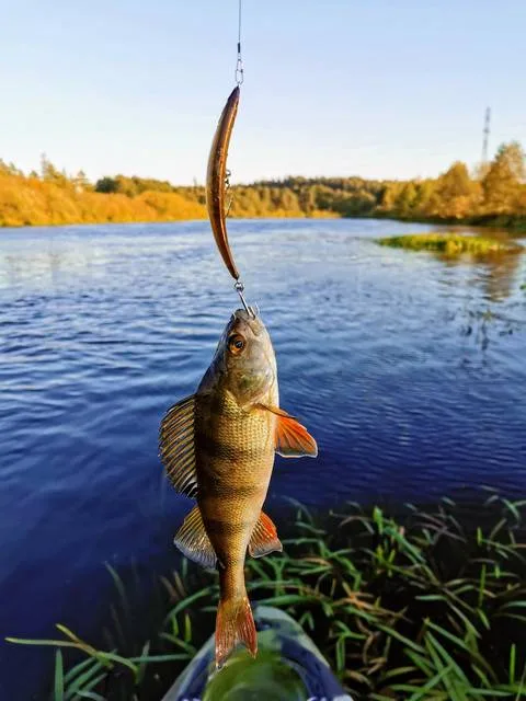 Карась