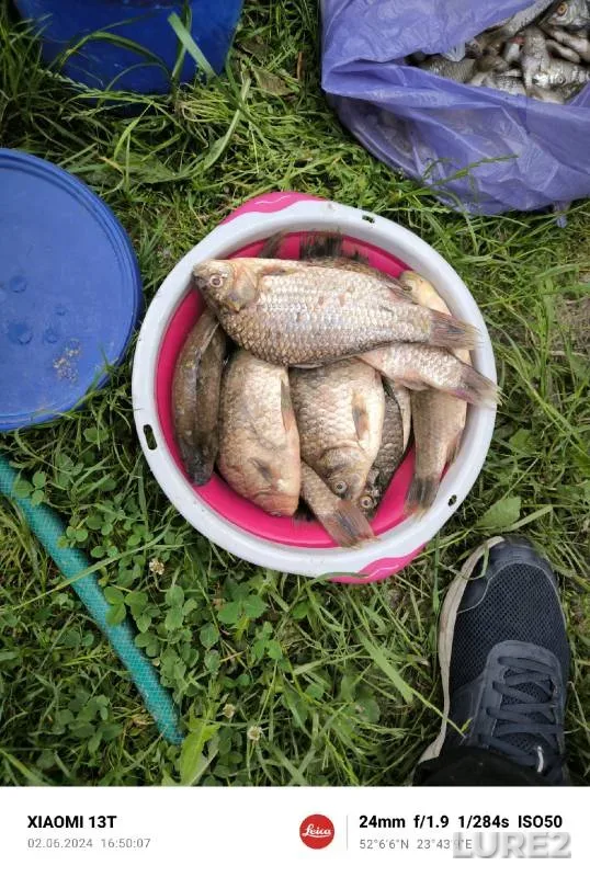 Карась