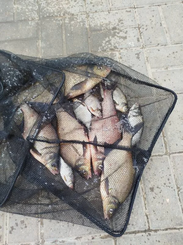Лещ, Язь