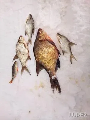 Лещ, Окунь — Чигиринское, 13 янв. 2017 г.
