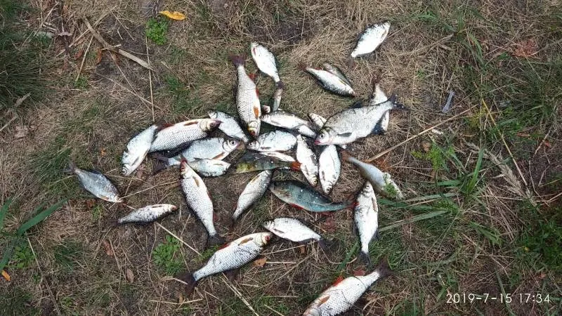 Карась, Окунь