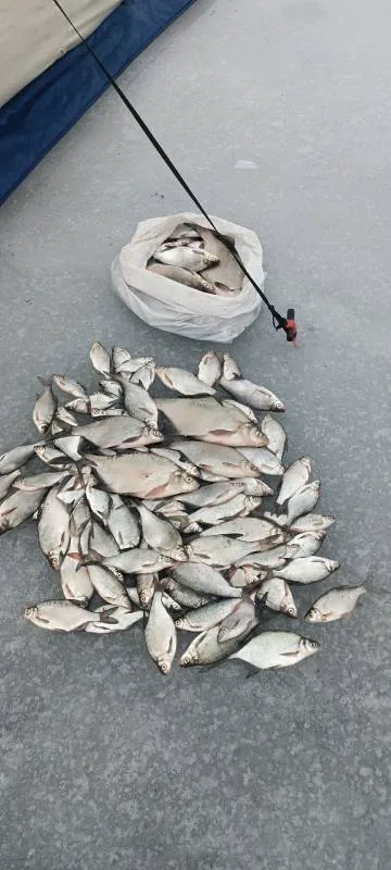 Окунь, Щука