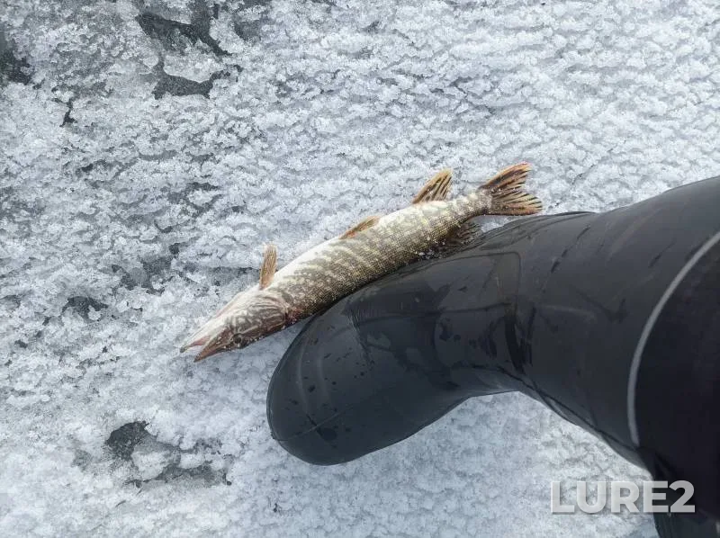 Судак — Дон, 17 февр. 2023 г.