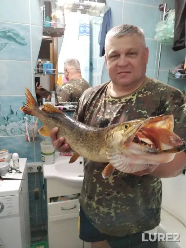 Щука