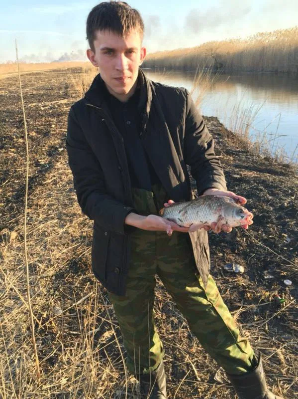 Карп, Сом