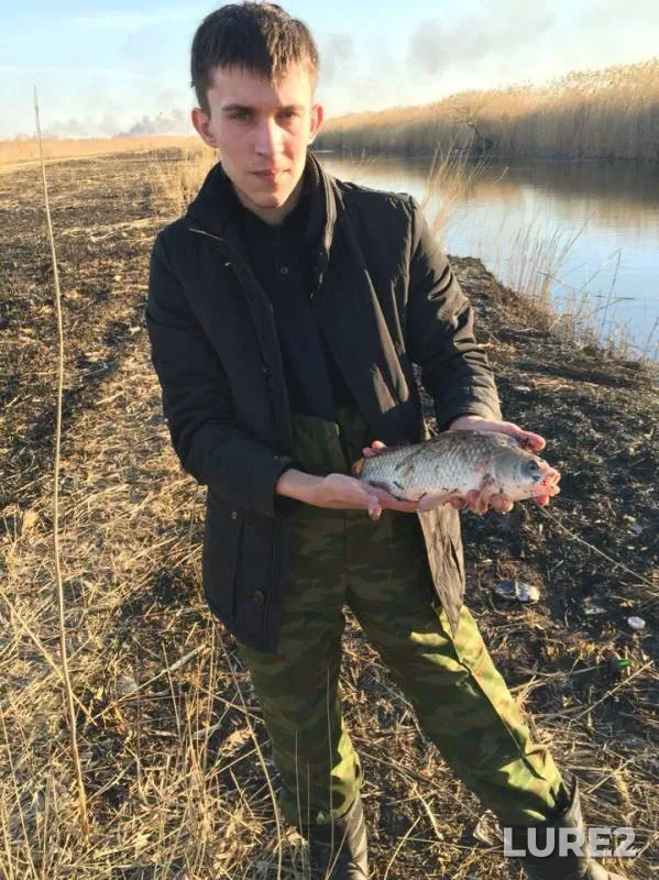 Карп, Сом