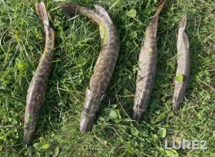 Лещ