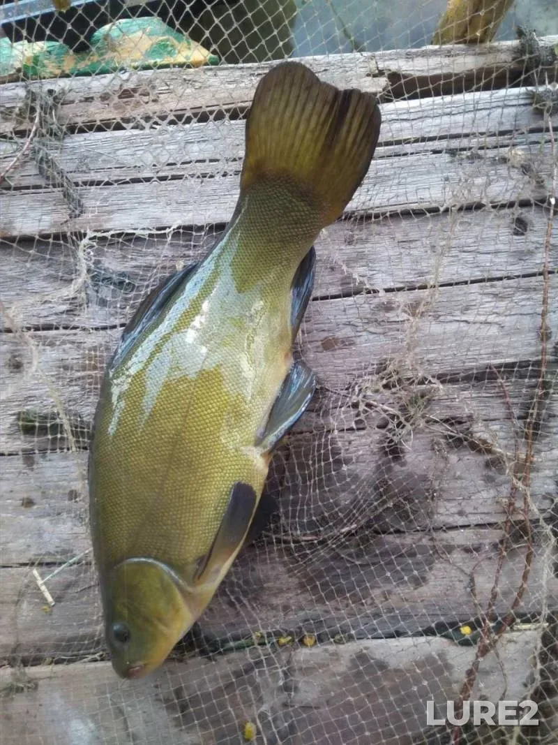 Карась, Щука