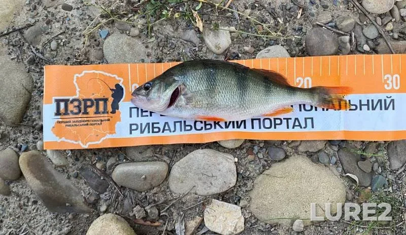 Щука