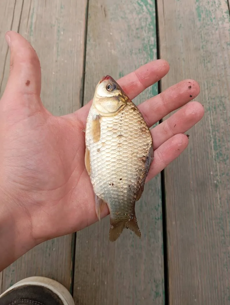 Карась