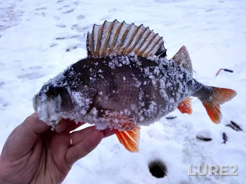 Окунь