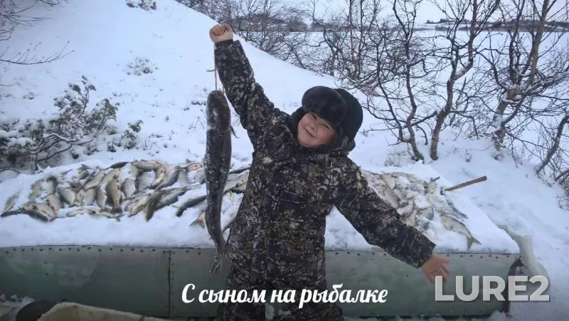 Налим