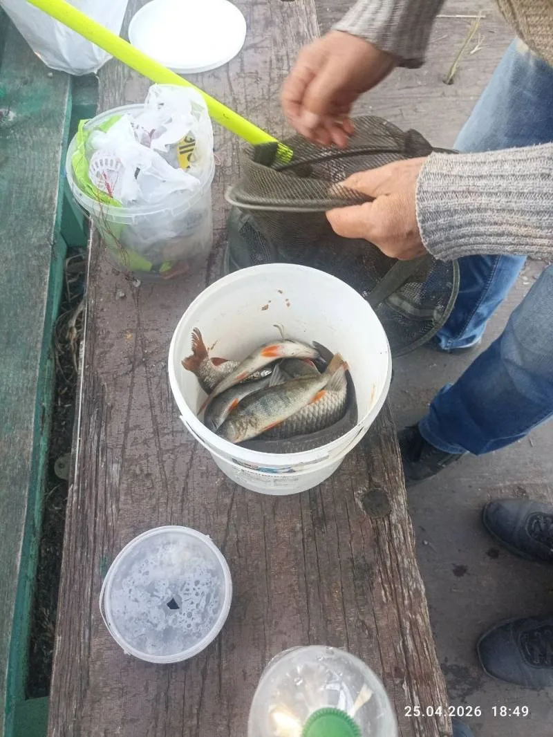 Карась, Окунь