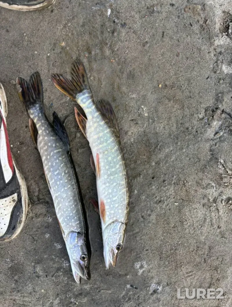 Карась