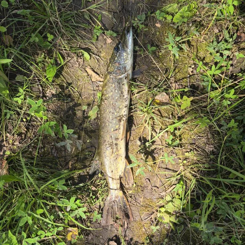 Карась