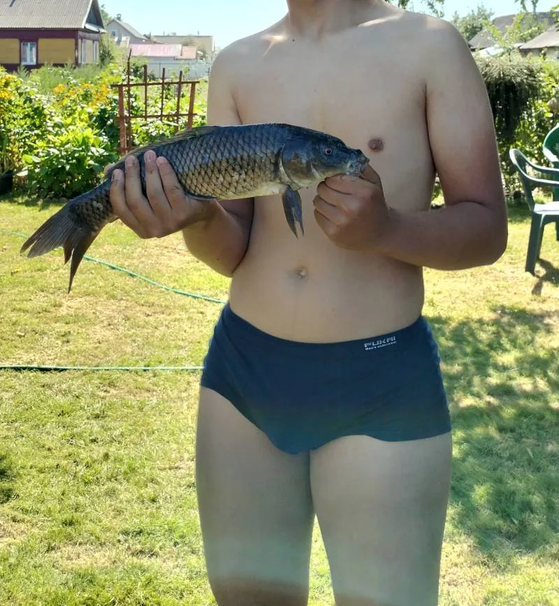 Густера