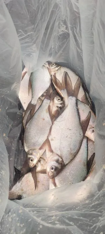 Лещ
