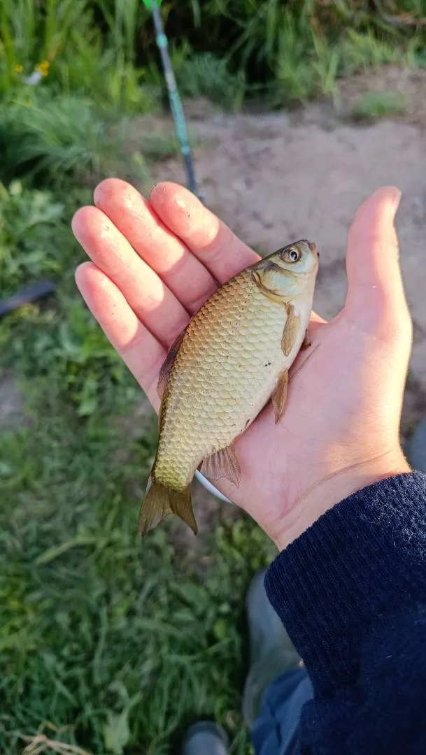 Лещ
