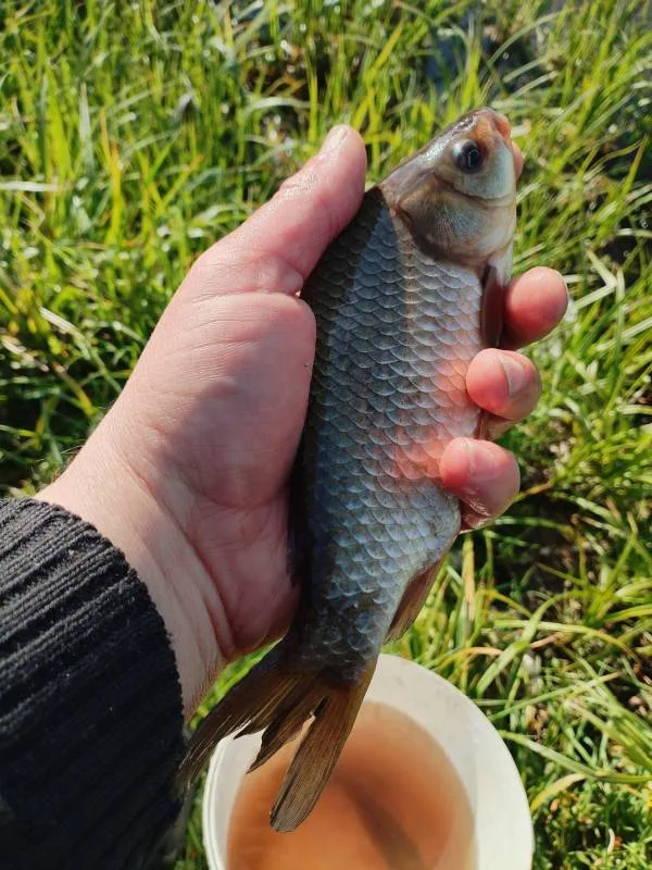 Карась