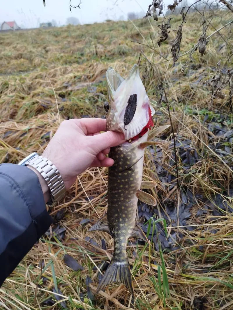 Судак