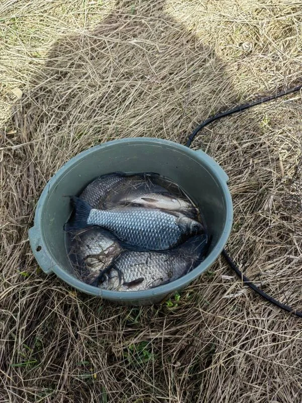 Карась