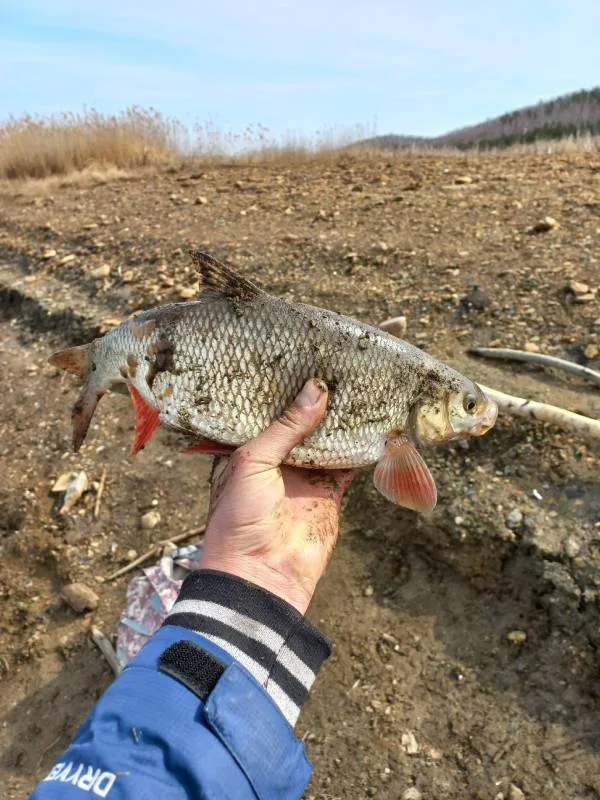 Голавль