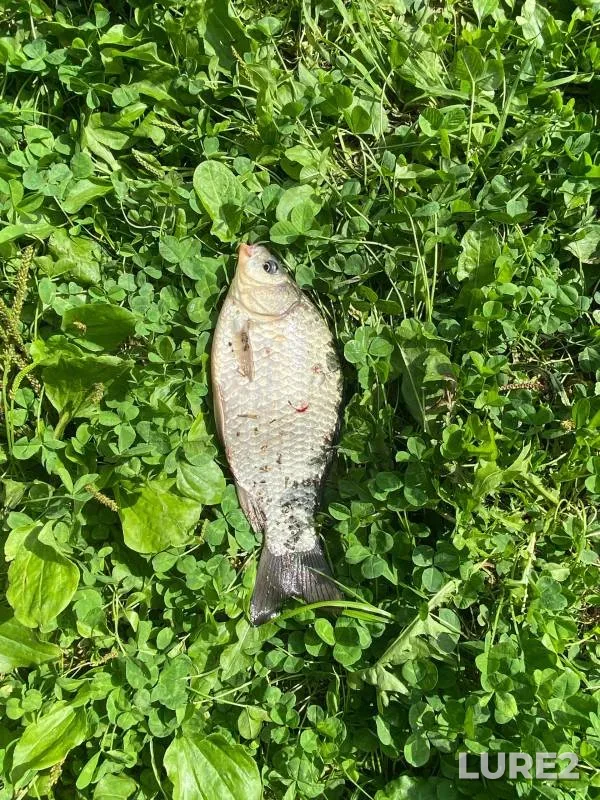 Карась