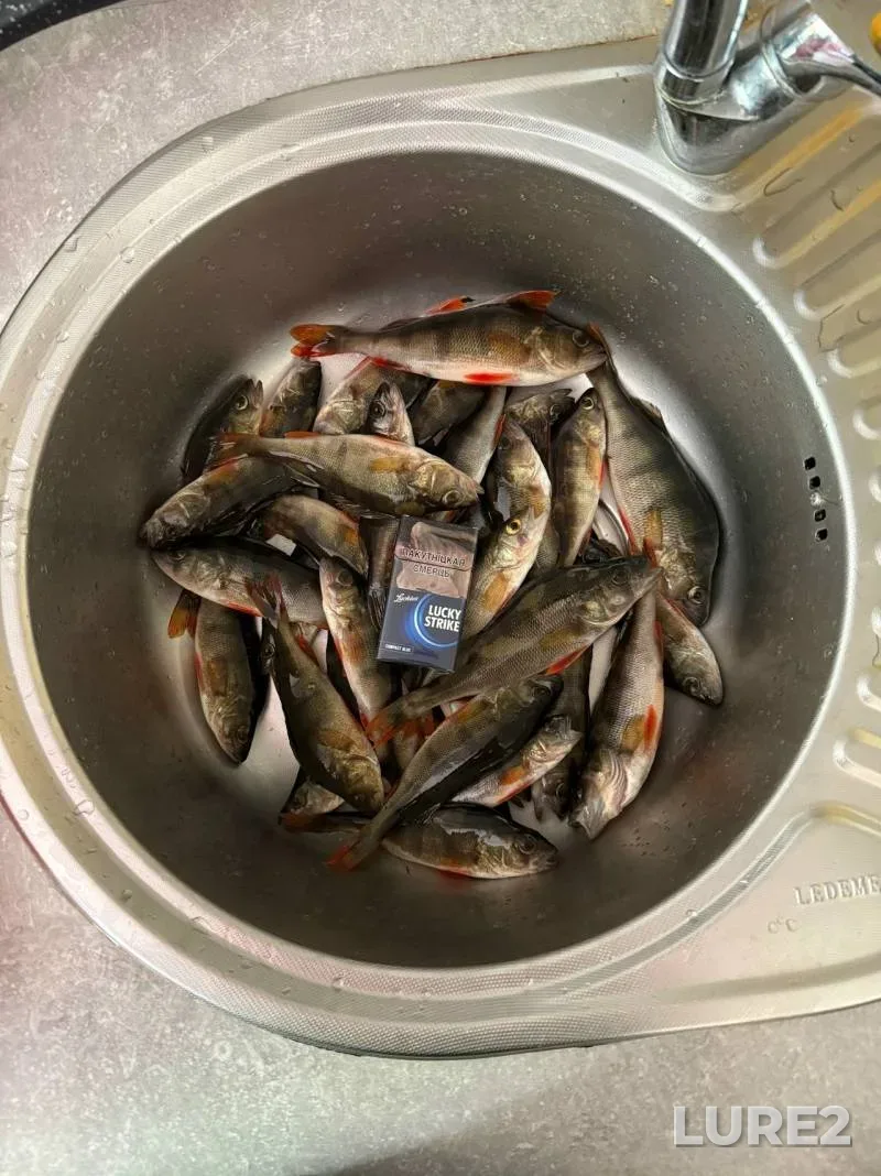 Окунь