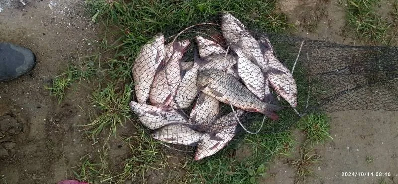 Лещ, Карп