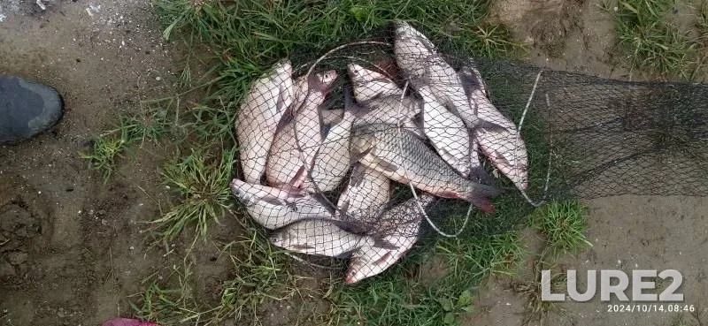 Лещ, Карп — Кубань, 15 окт. 2024 г.