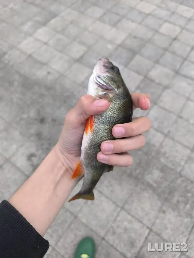 Лещ
