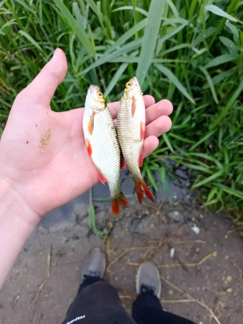 Окунь, Щука