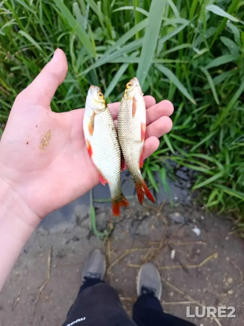 Красноперка