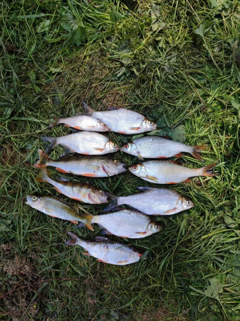 Щука
