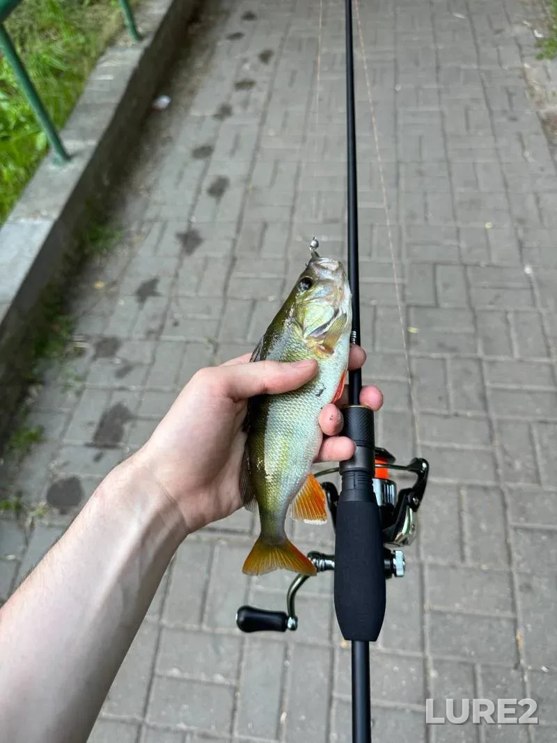 Окунь