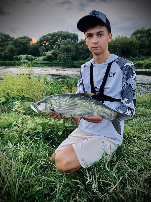 Жерех, Окунь