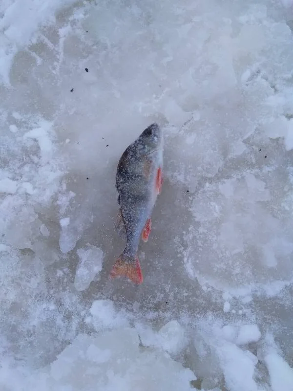 Окунь
