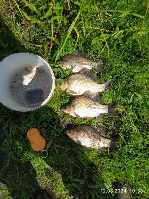 Карась