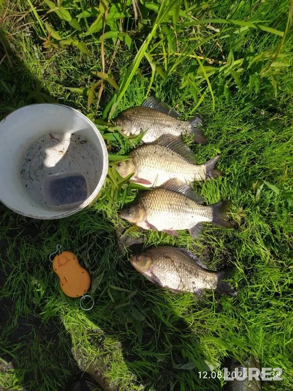 Карась