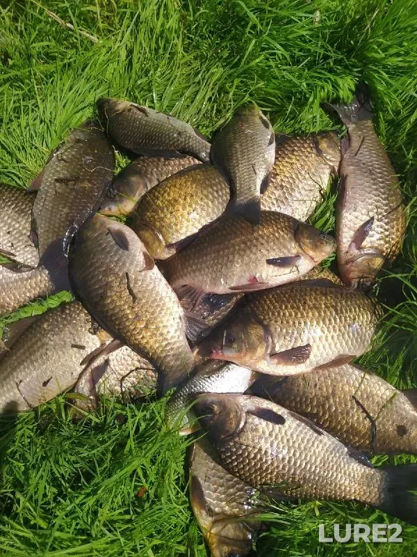 Карась