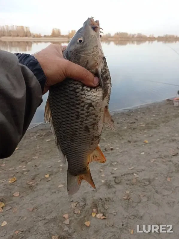 Карп, Щука