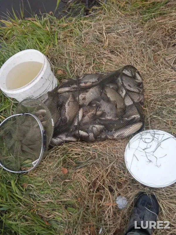 Карась