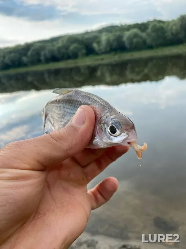 Лещ