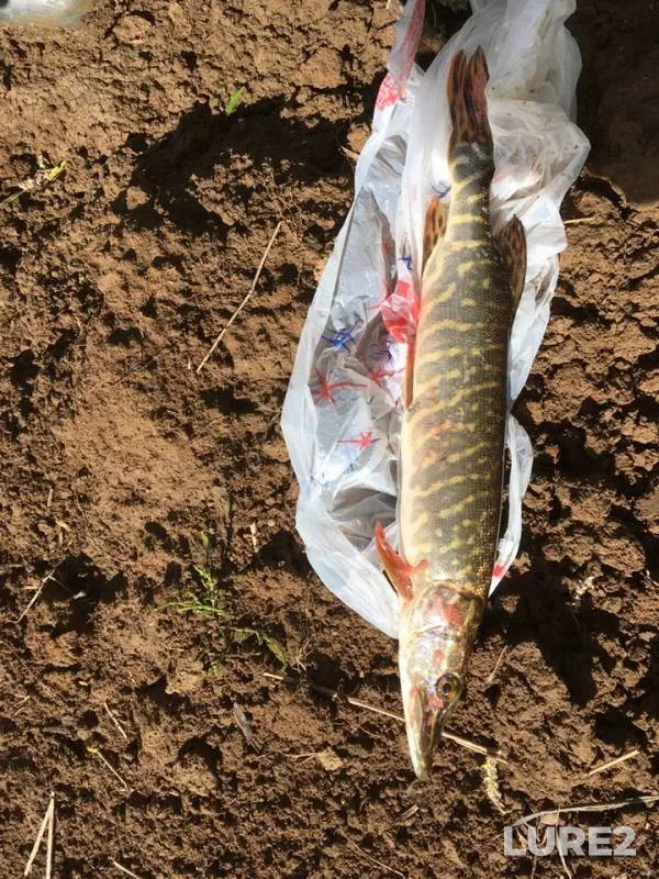 Щука — Чусовая, 21 июн. 2019 г.
