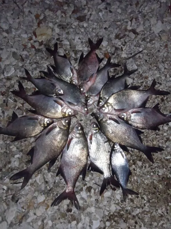 Лещ