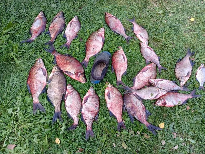 Лещ, Густера