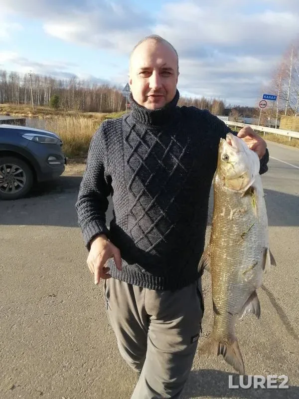 Жерех
